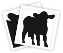 Boxcalf huilé